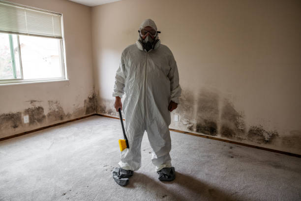 Best DIY Mold Remediation Support Services in Florence, SC